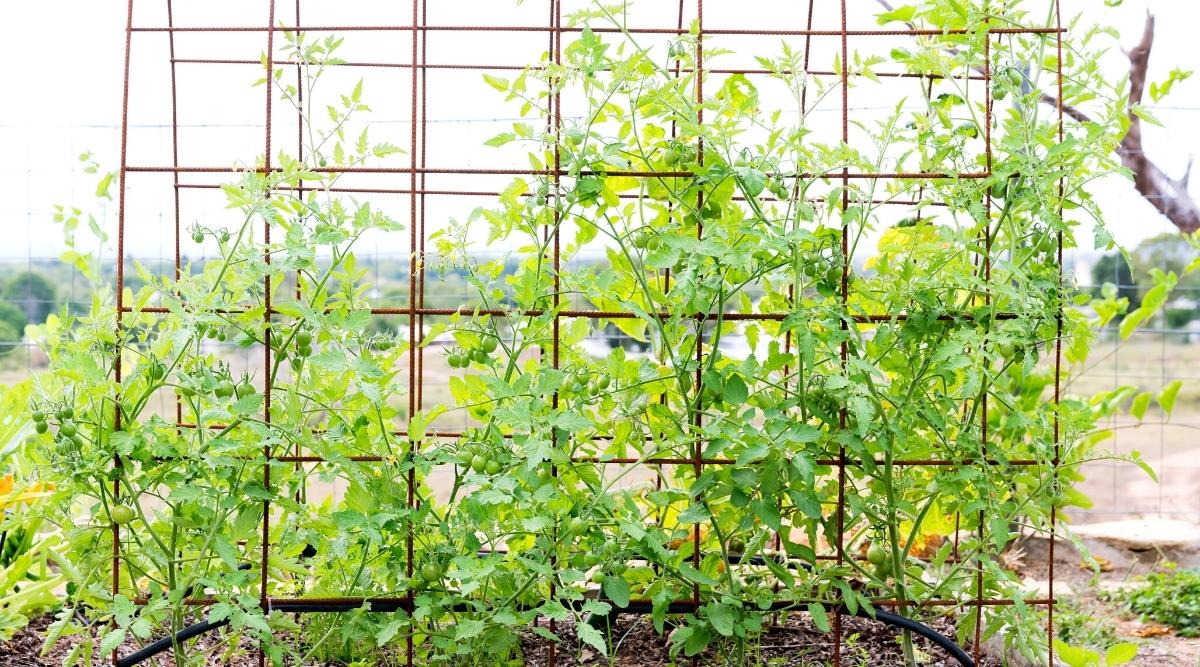 7 Möglichkeiten, wie du deine Tomaten stützen kannst