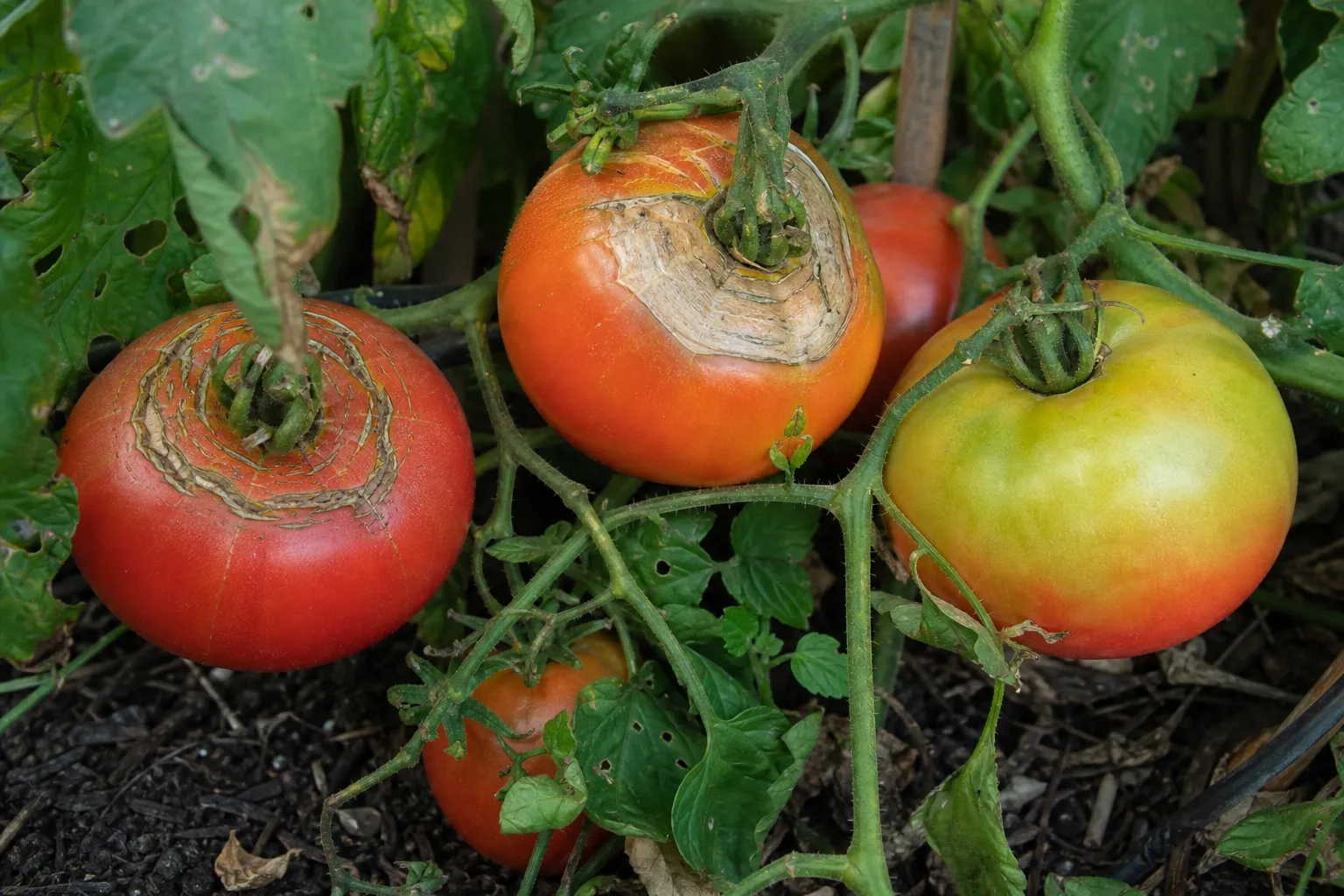 Tomaten-Störungen erkennen: 5 Schadbilder an der Frucht und was dahintersteckt