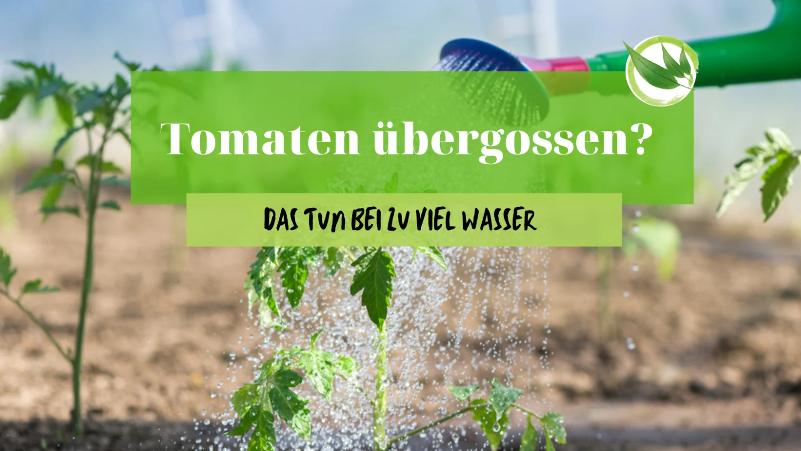 Tomaten übergossen? Das tun bei zu viel Wasser