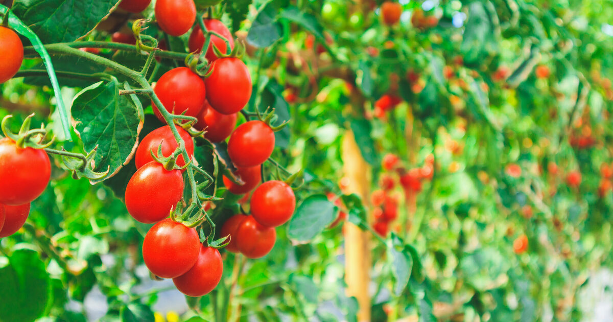 10 Dinge, die du unter deine Tomaten pflanzen kannst