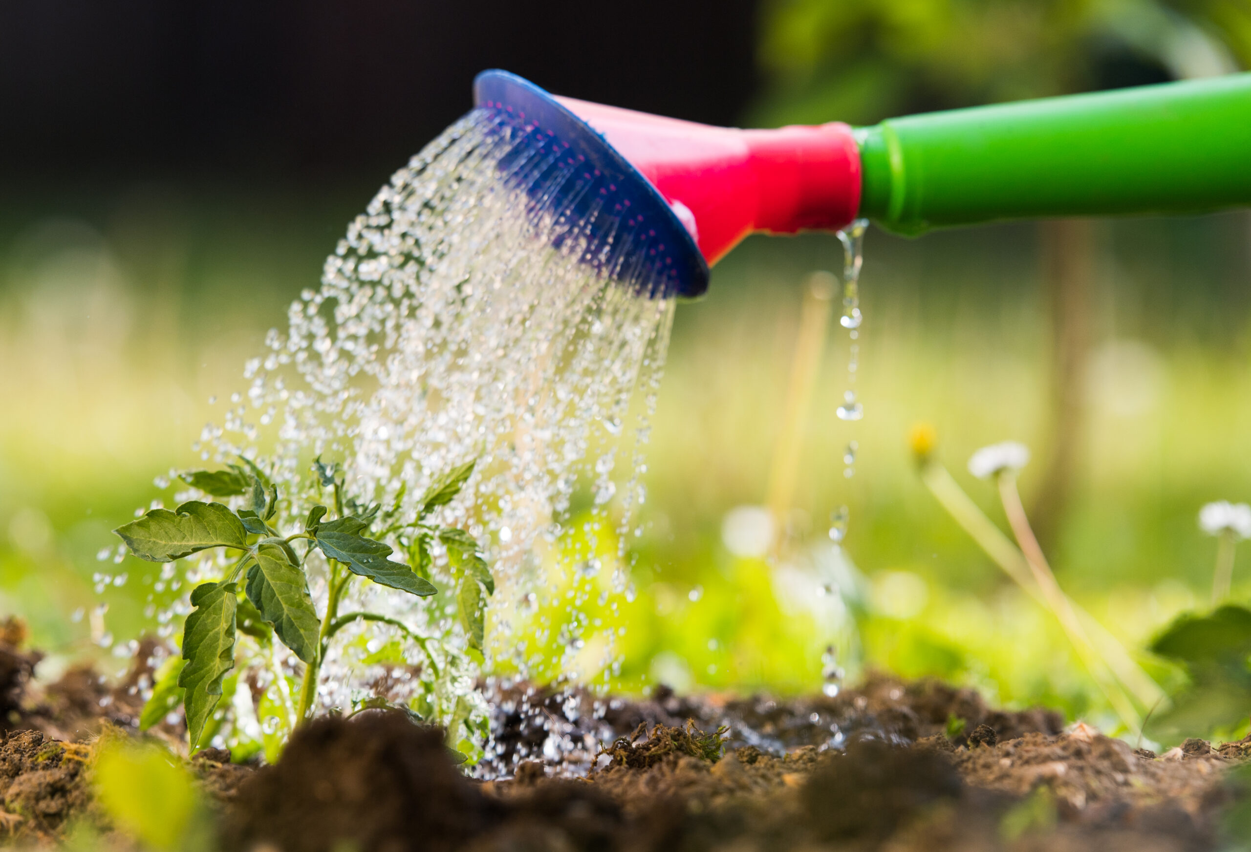 Watering seedling tomato in greenhouse garden