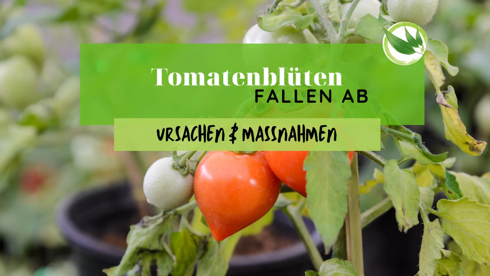 Tomatenblüten fallen ab – Ursachen & Maßnahmen