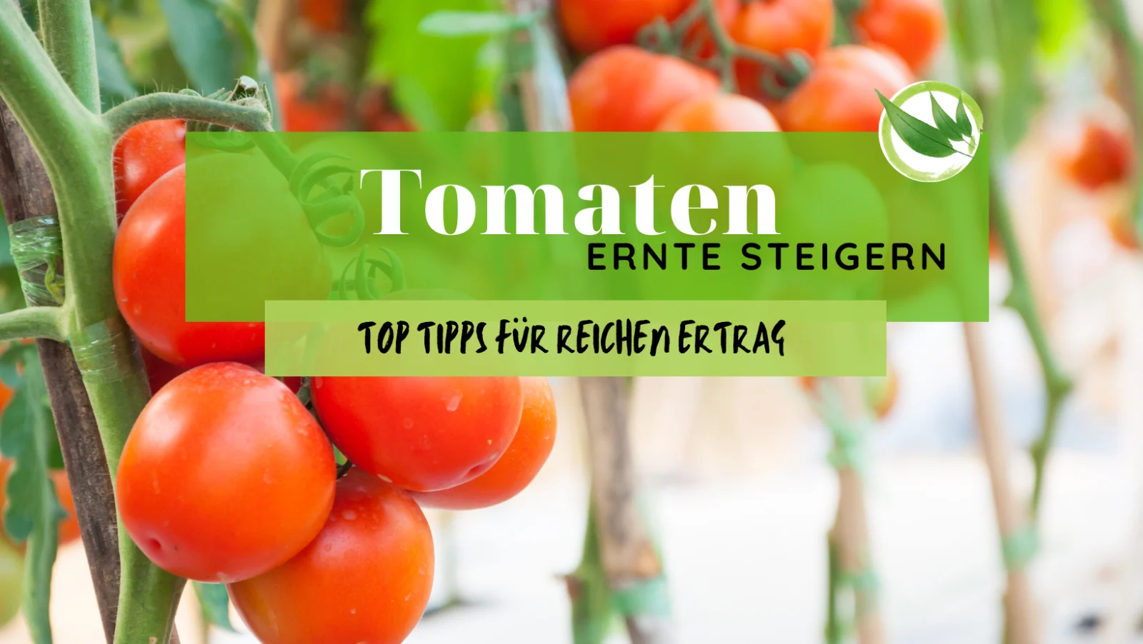 So steigerst Du Deine Tomaten-Ernte: Die Top-Tipps für einen reichen Ertrag