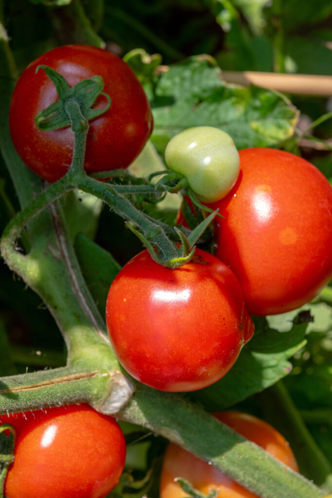 Rote und grüne Tomaten am Strauch.