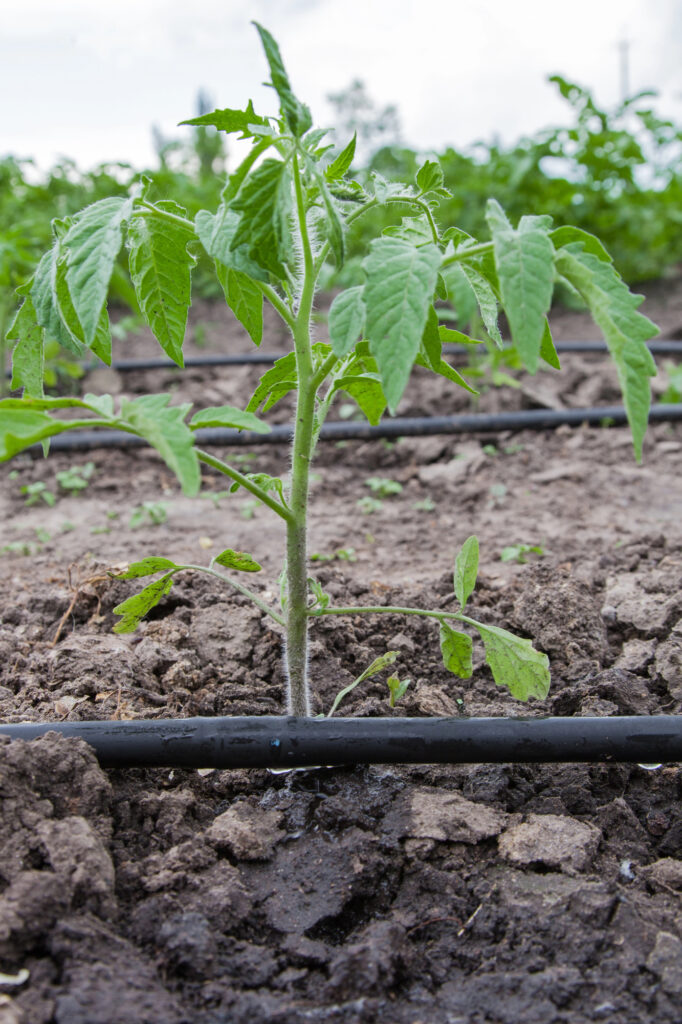 Tomatenpflanze mit Tropfbewässerung im Garten