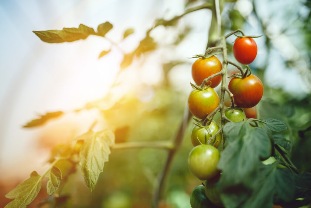 Natural tomato greenhouse. Beautiful red ripe and green tomatoes grown in a greenhouse