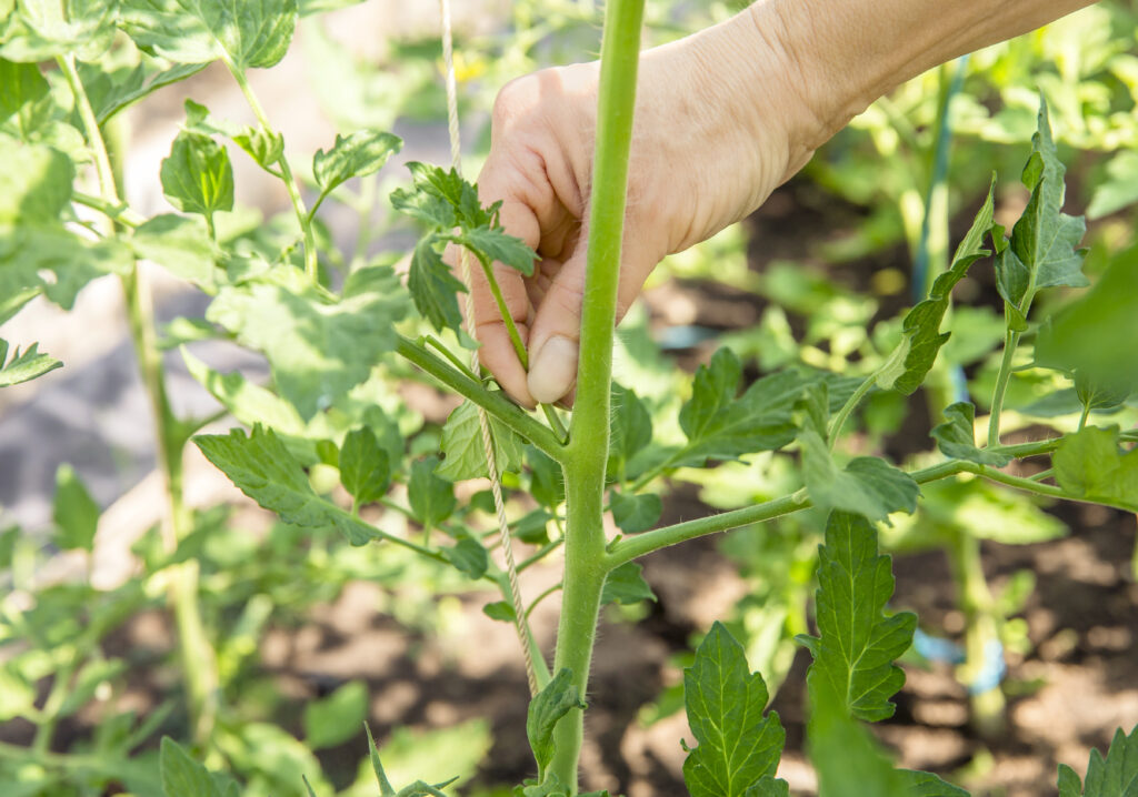Nahaufnahme einer Frau, die mit der Hand einen Geiztrieb einer Tomate abnimmt