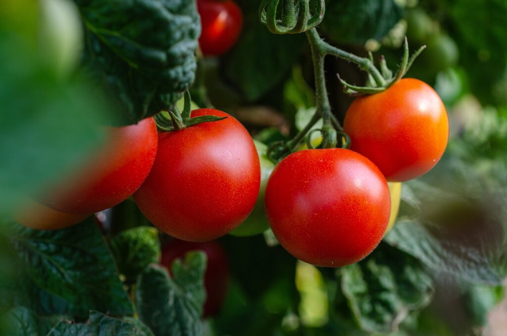 tomatoes, vegetables, fresh