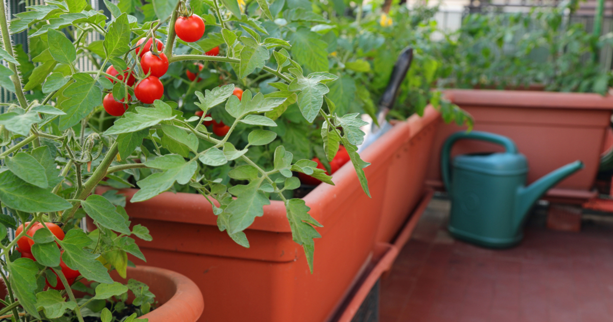 10 Gemüsesorten, die in Töpfen gedeihen: Perfekt für Balkon und Terrasse