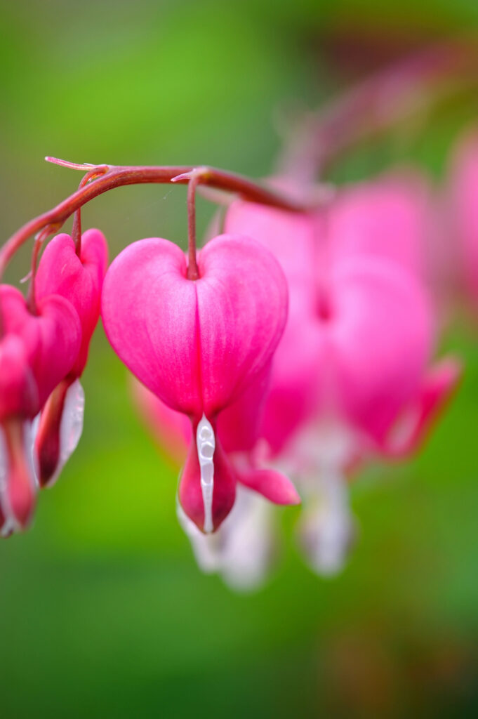 Blutendes Herz Blume, rosa und detailreich.