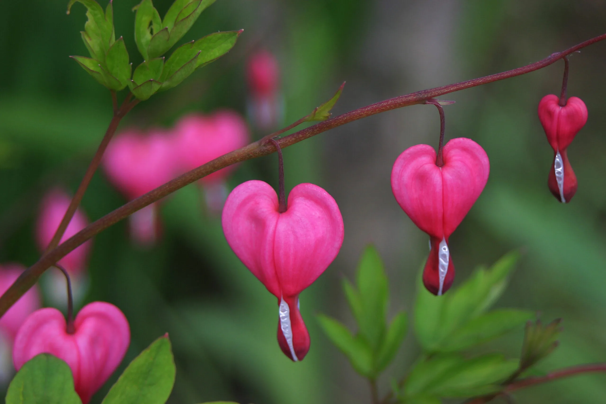 Herzförmige rosa Blüten am Stängel