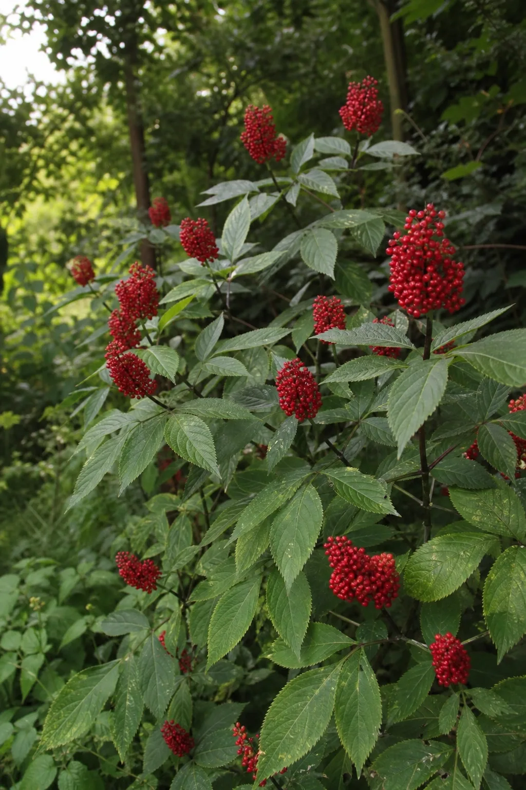 Traubenholunder mit aufrechten, eiförmigen Fruchtständen aus kleinen scharlachroten Beeren