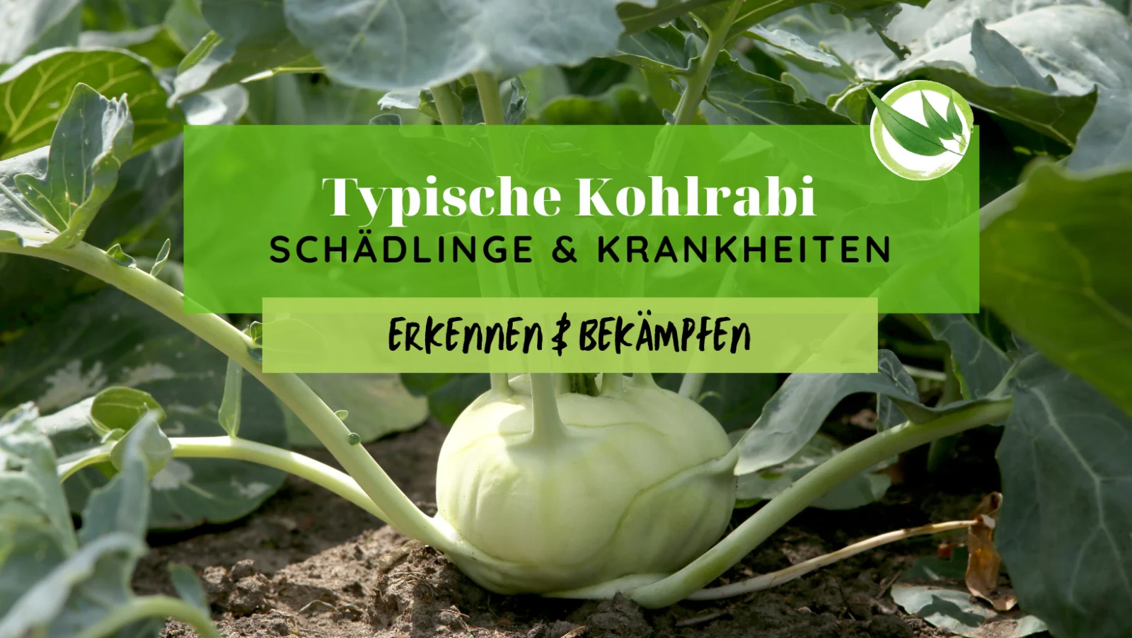 Typische Kohlrabi Schädlinge & Krankheiten erkennen & bekämpfen