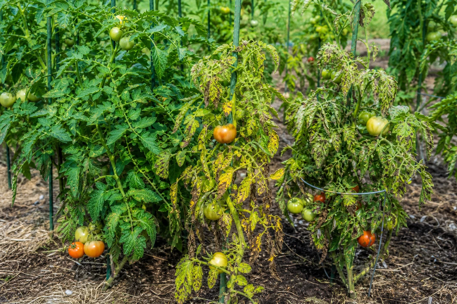 11 typische Tomaten-Fehler – und wie du sie ganz einfach vermeidest