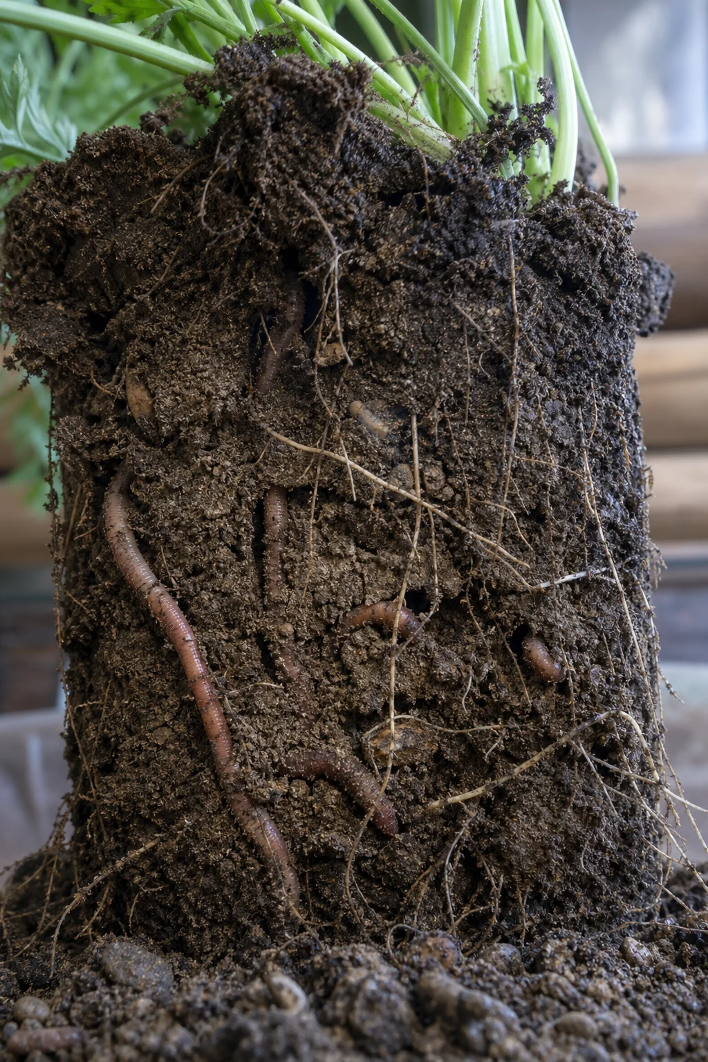 Querschnitt feuchter Gartenerde mit Regenwurmgängen, weißen Mykorrhiza-Fäden und feinen Wurzeln zwischen Mineralpartikeln.