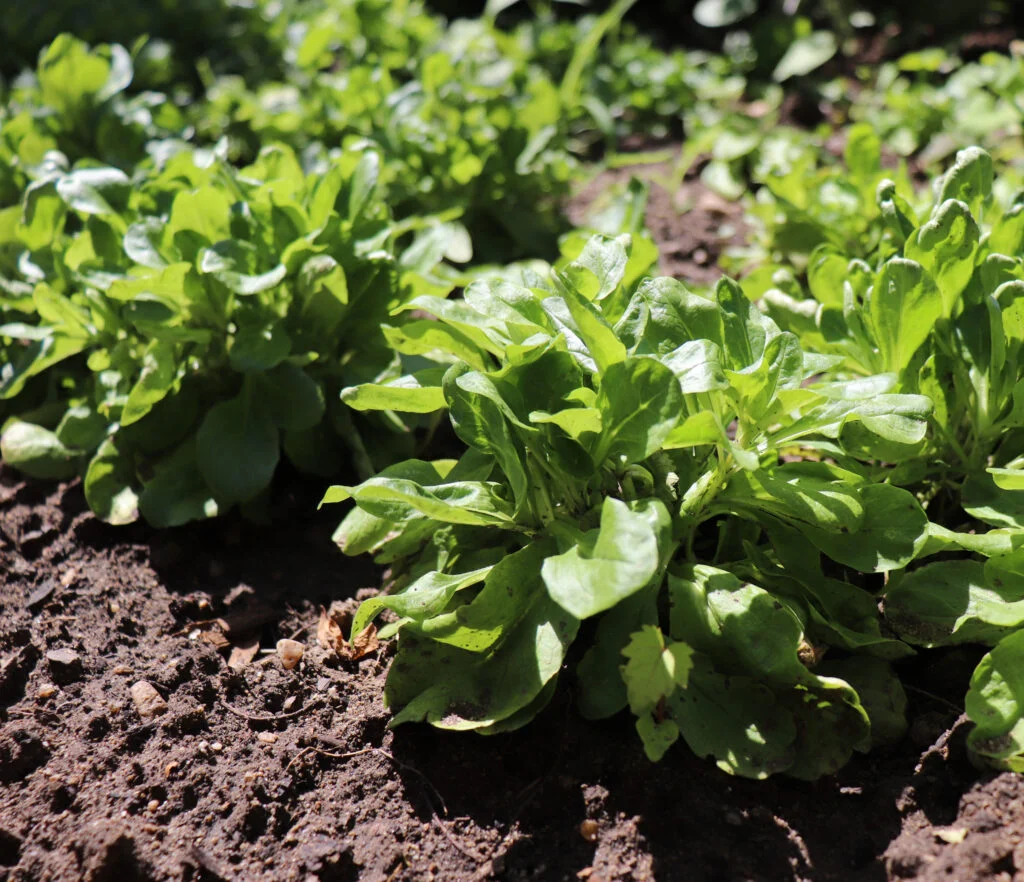 Feldsalat im Garten