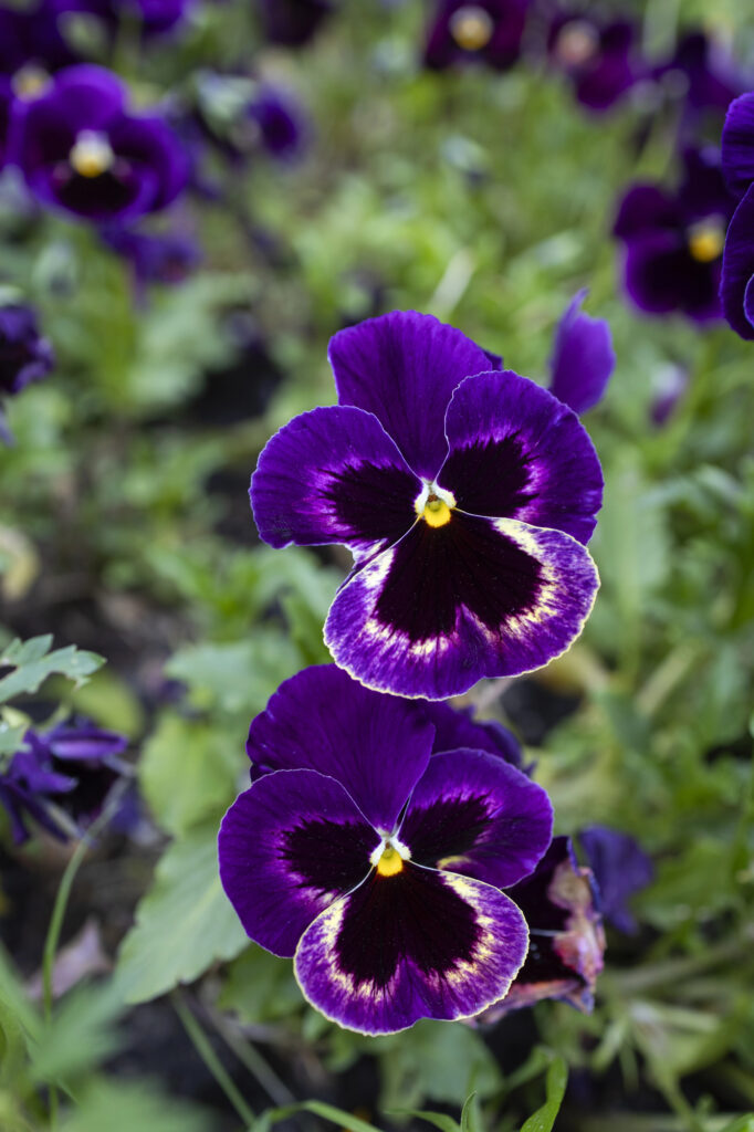 Zwei violette Stiefmütterchen im Garten