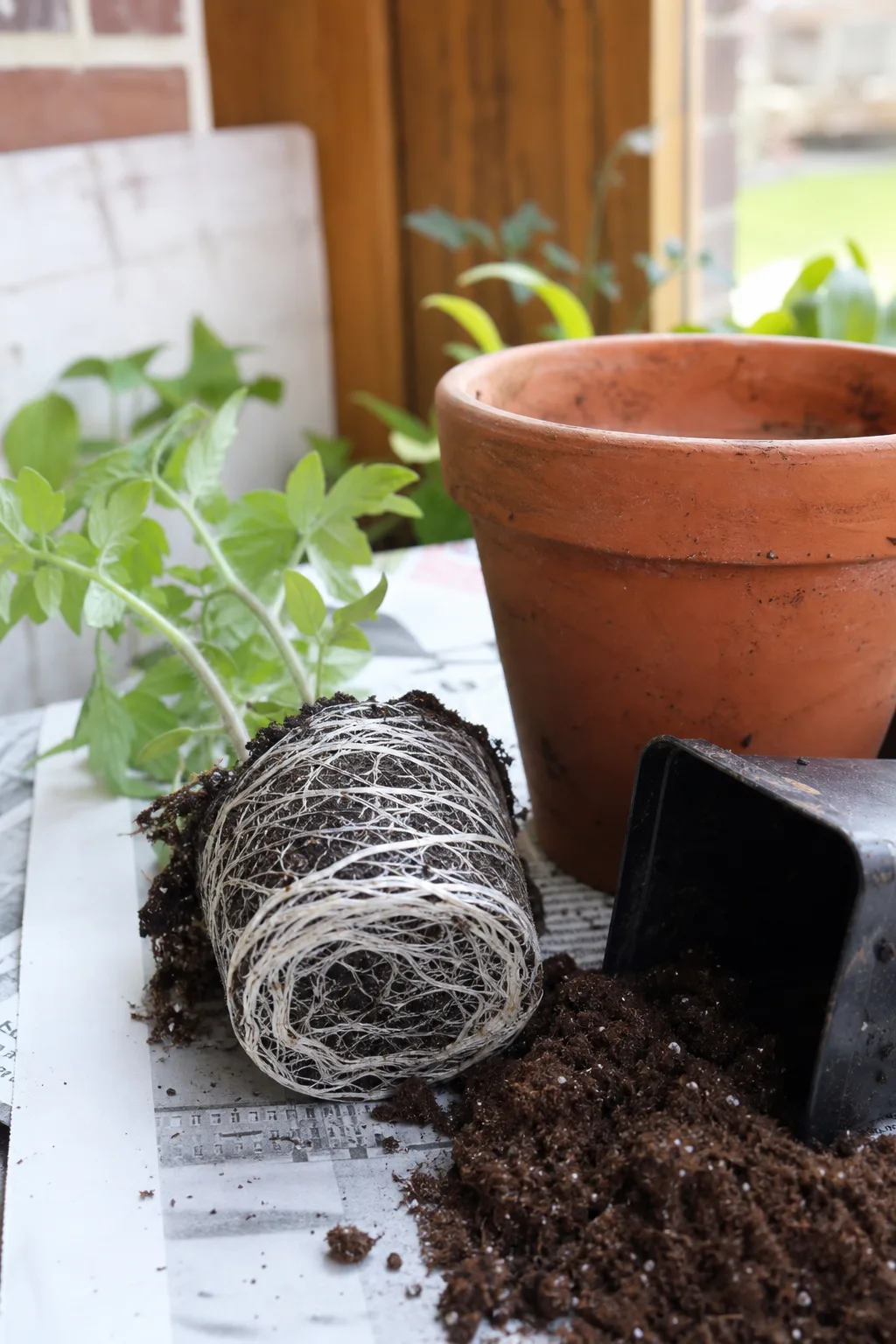 Stark eingedrehter Wurzelballen eines Tomatensämlings neben einem größeren Topf