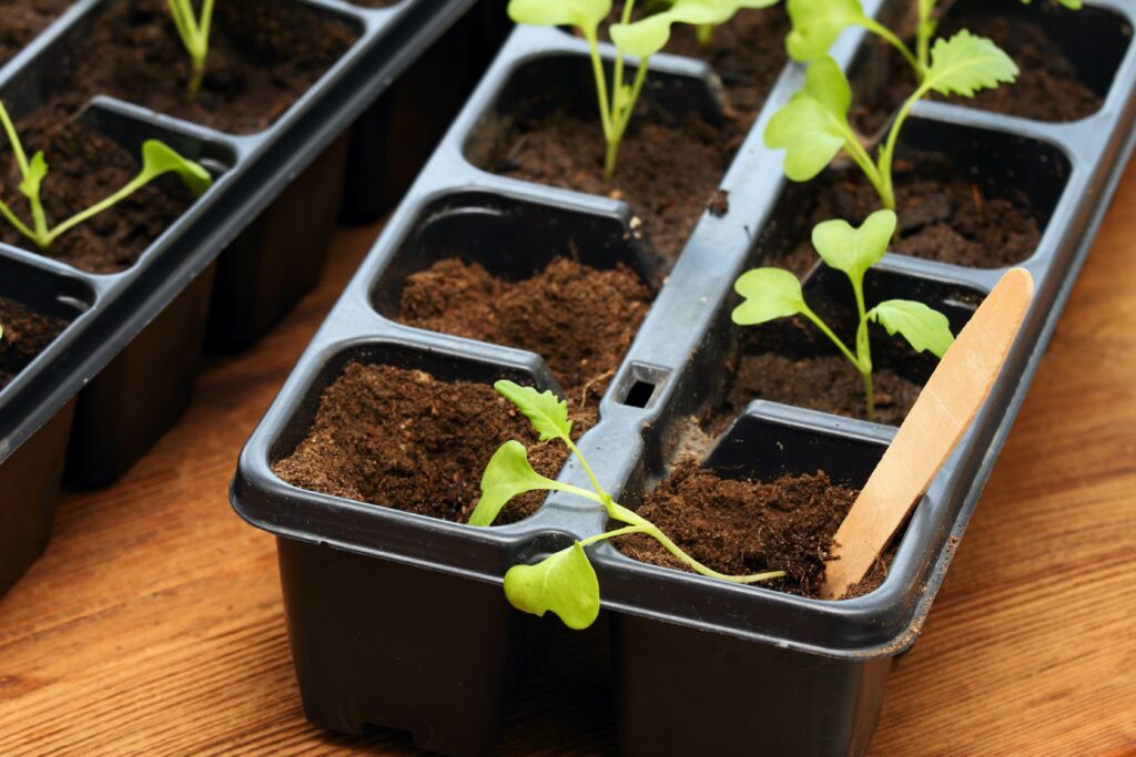Planting of white kohlrabi seedlings  into reusable plastic tray on  wooden table. Sprouts of cabbage  kohlrabi cultivated  at home from seeds