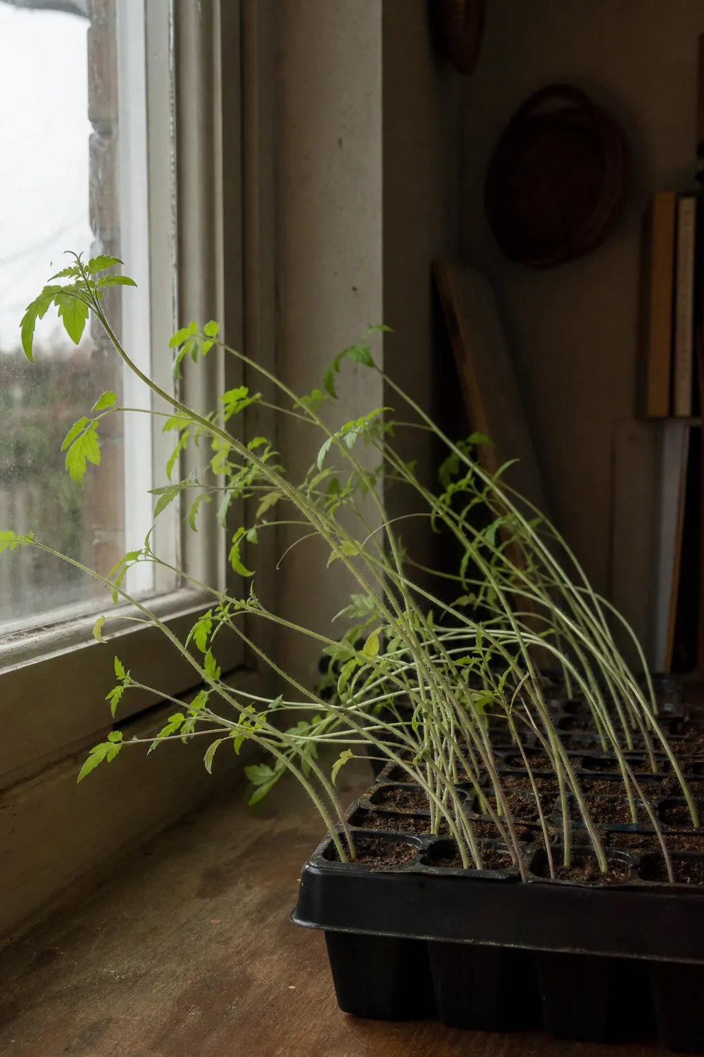 Vergeilte Tomatensämlinge mit langen dünnen Stängeln, die sich zum Fenster strecken
