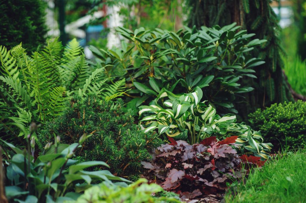 Üppige grüne Pflanzen im Garten