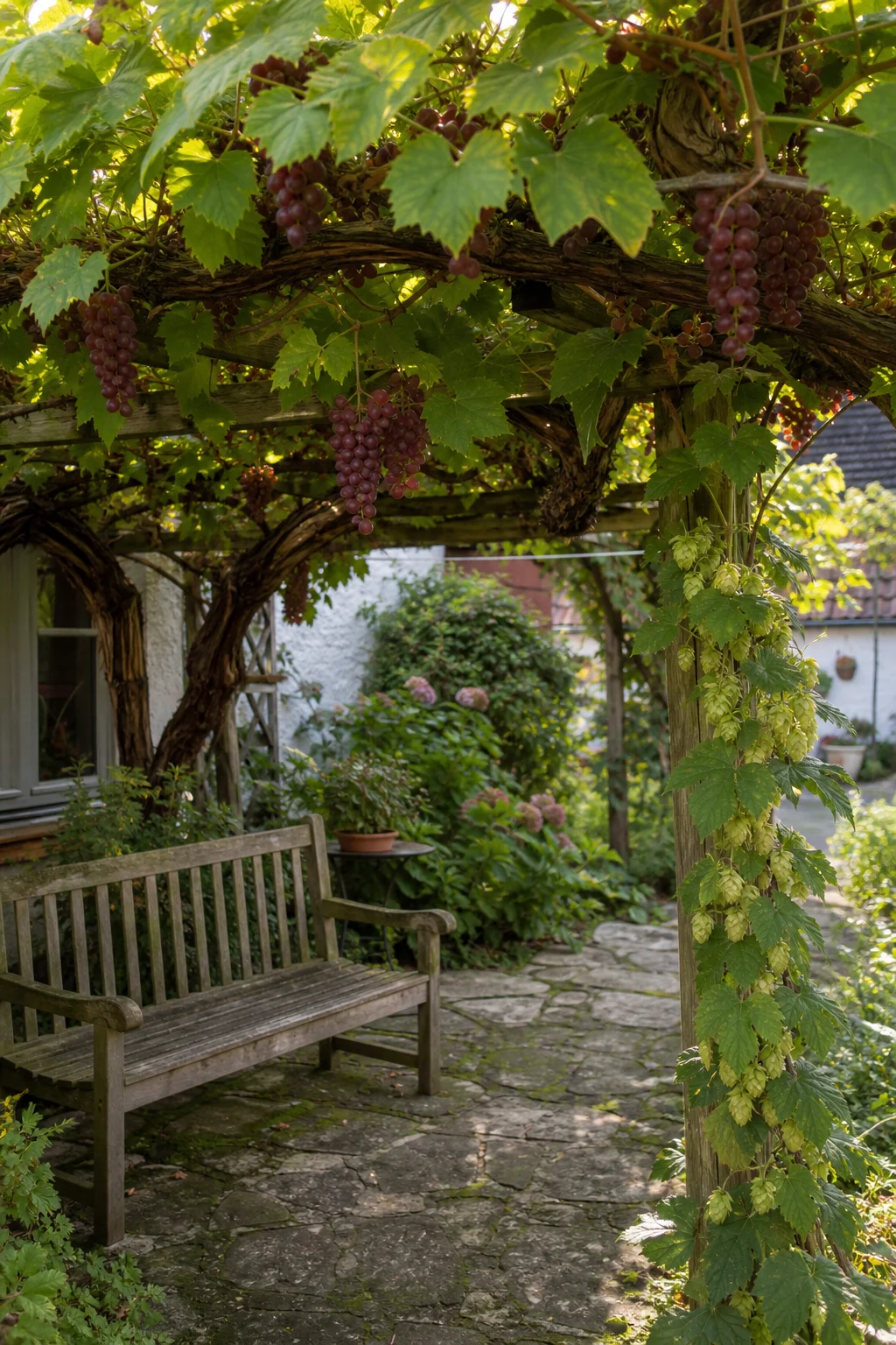 Alte Weinrebe an einer Holzpergola spendet Schatten für eine Holzbank im Bauerngarten, dazwischen hängen rote Trauben, daneben klettert eine Hopfenpflanze an einer eigenen Stange.