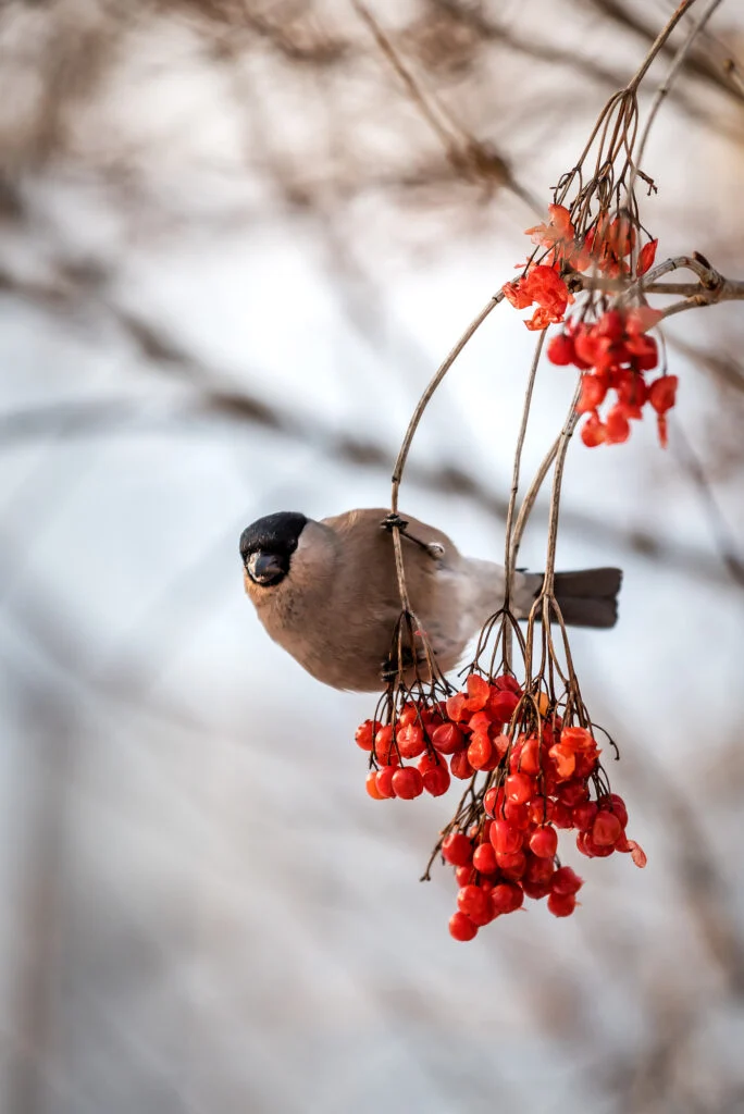 Vogel frisst Beeren im Winter.