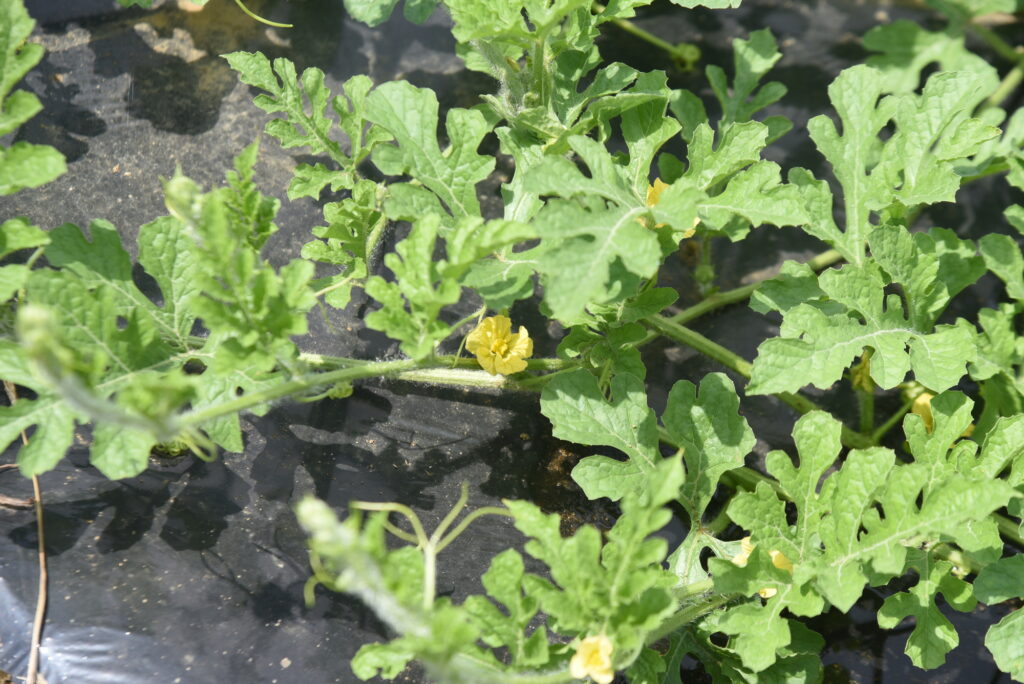 Wassermelonenpflanzen mit gelben Blüten im Anbau