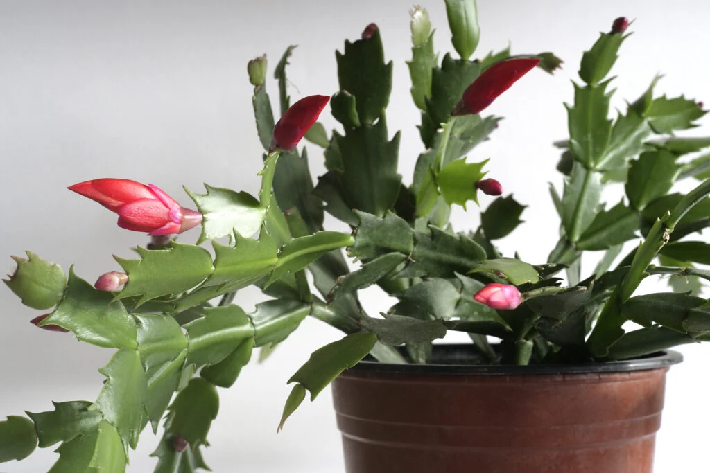 Weihnachtskaktus mit roten Blütenknospen