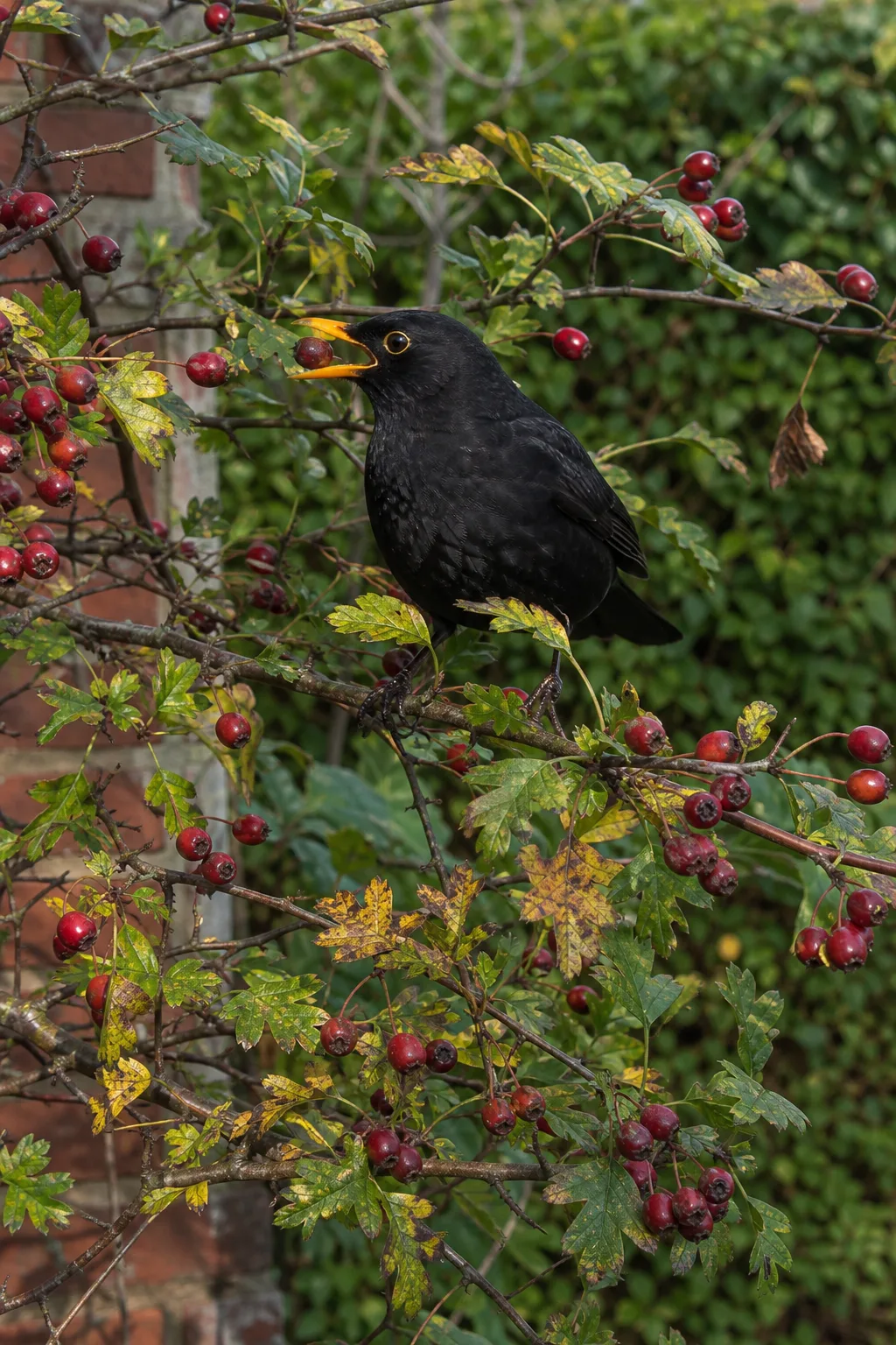 Weißdornzweig mit Büscheln kleiner dunkelroter Früchte, gelappten Blättern und einer Amsel
