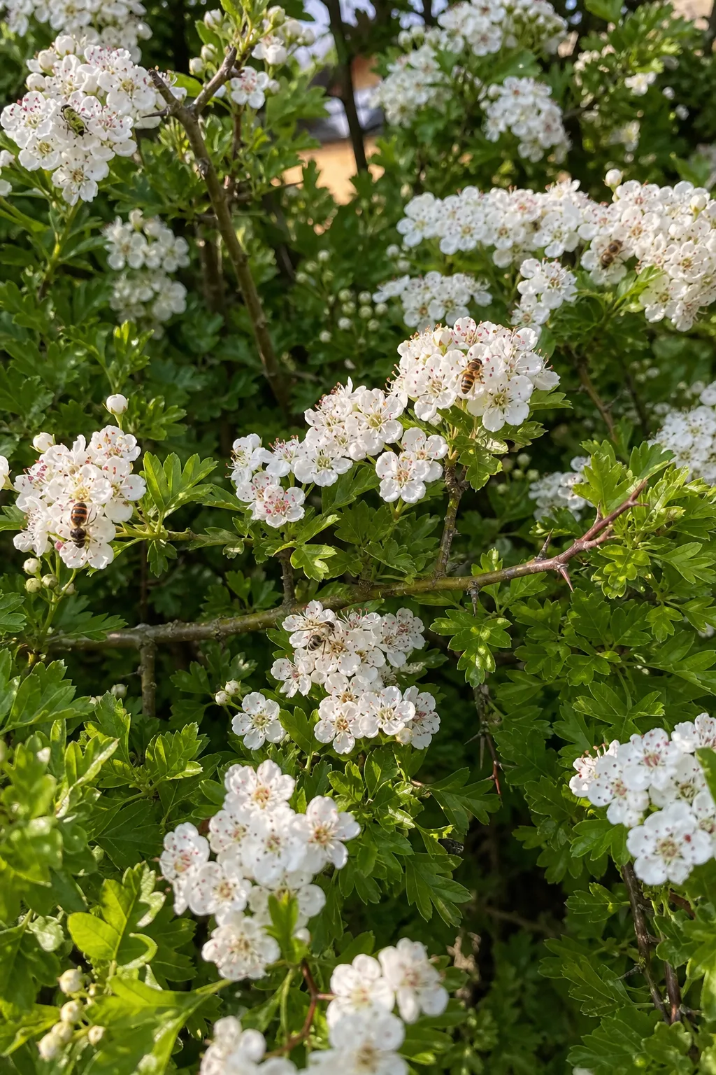 Weißdornstrauch in voller Blüte mit Büscheln kleiner weißer Blüten, tief gelappten Blättern und Bienen und Schwebfliegen