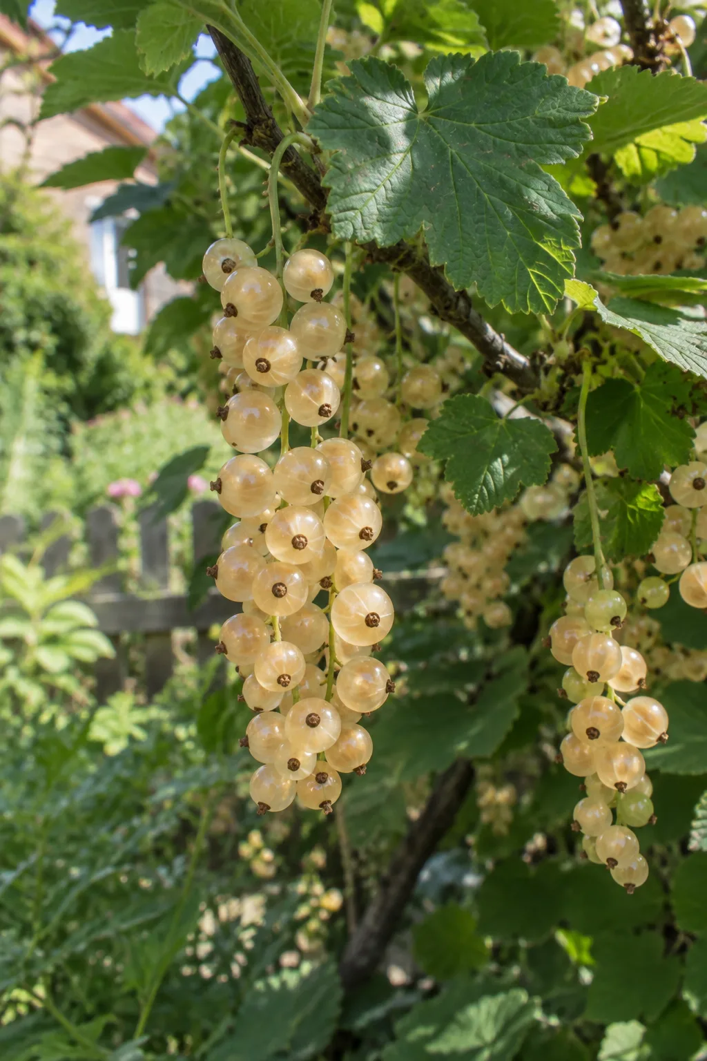 Weiße Johannisbeere mit langen, dicht besetzten Trauben flachrunder, weißer Beeren im Halbschatten