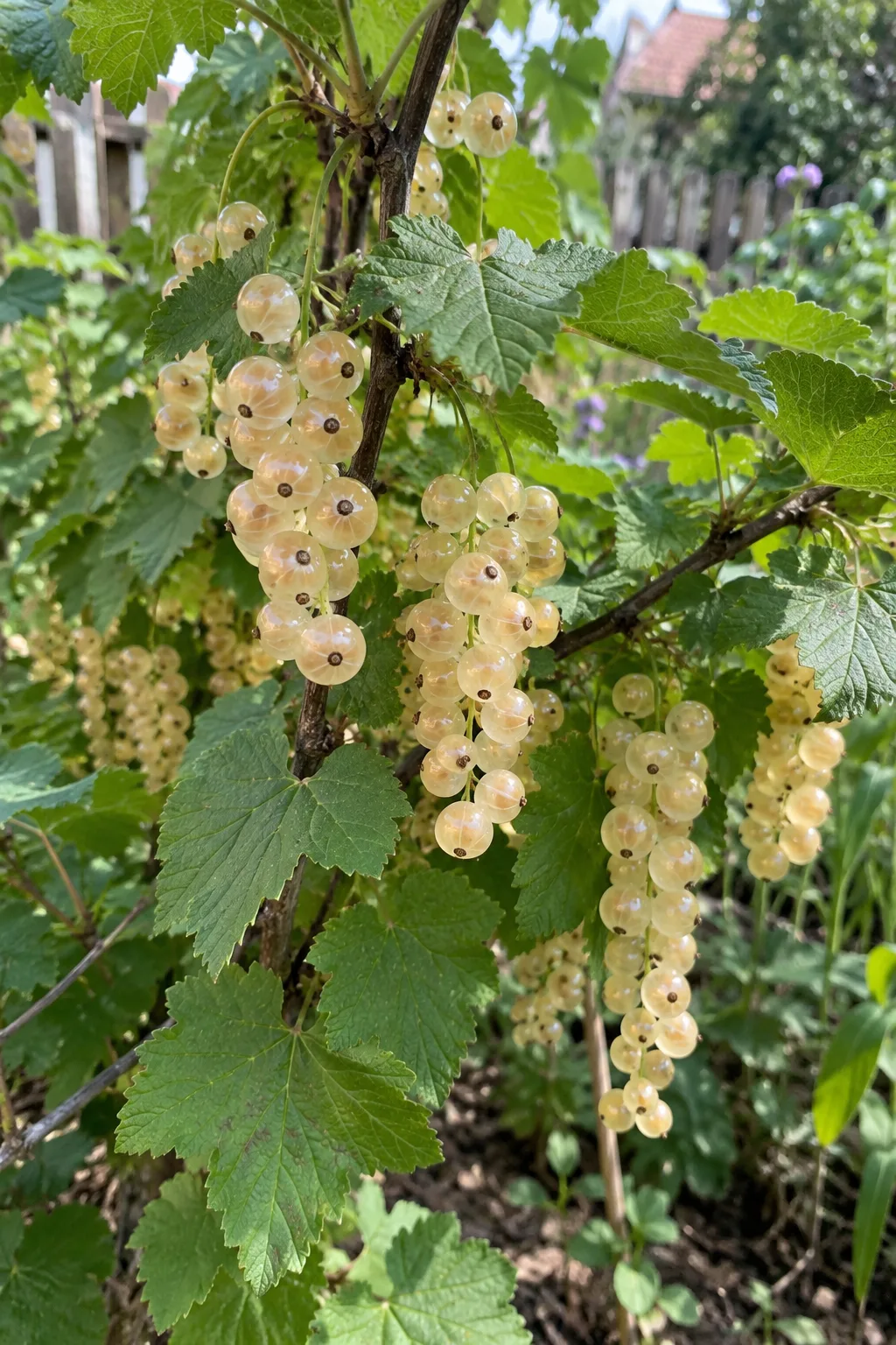 Strauch der Weißen Johannisbeere mit langen Trauben cremeweißer, durchscheinender Beeren, durch deren Haut die Samen schimmern