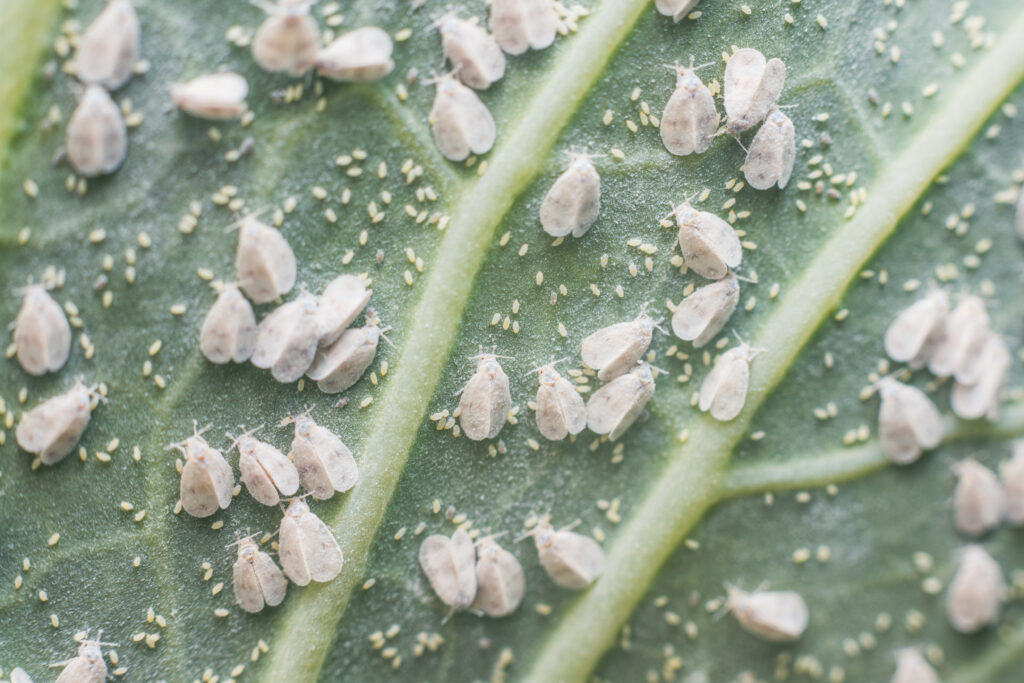 Whitefly Aleyrodes proletella agricultural pest on cabbage leaf.