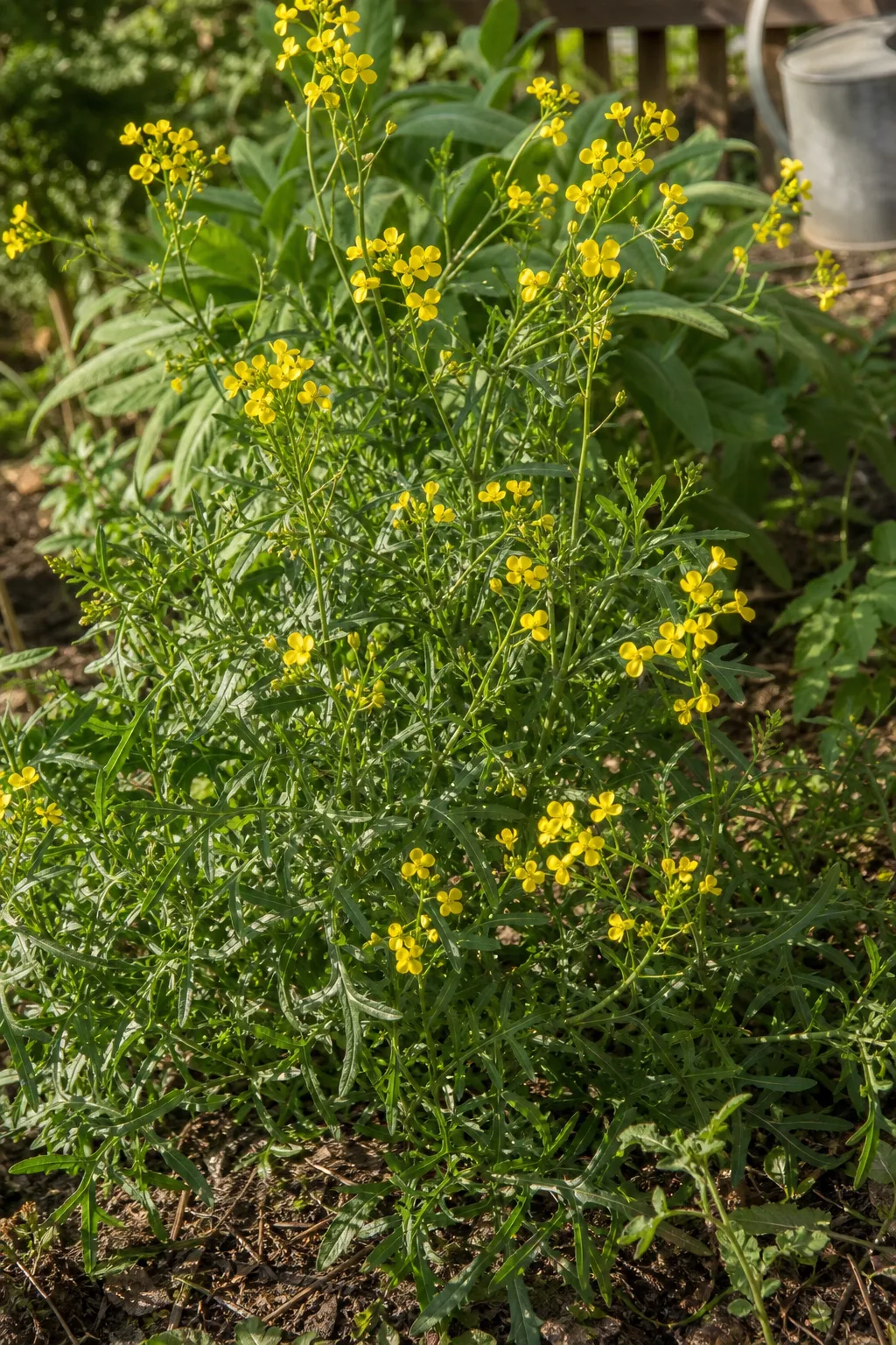 Buschige Wilde Rauke mit schmalen, tief gelappten Blättern und kleinen zitronengelben Blüten im sonnigen Beet