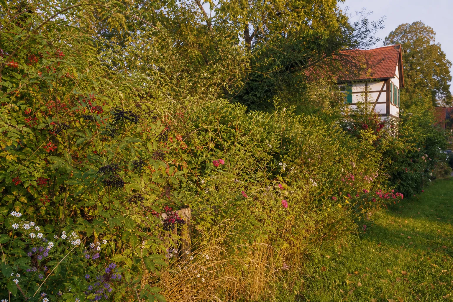 Wildhecke pflanzen: 7 Gründe für den lebendigen Zaun