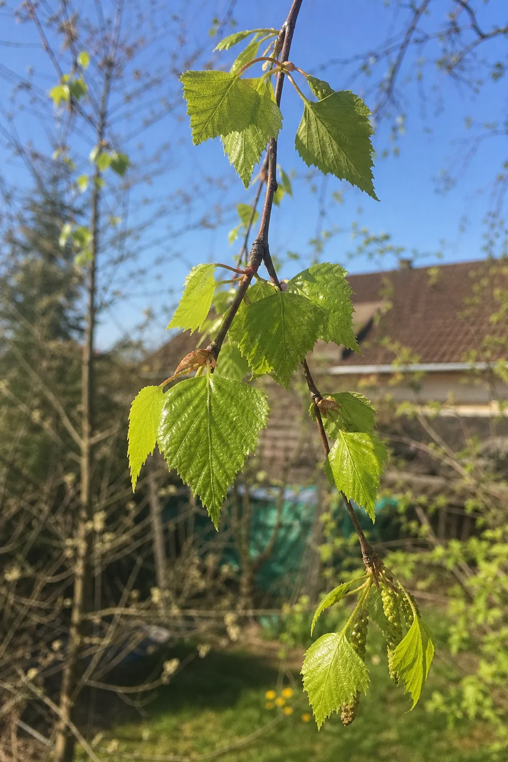 Frisch ausgetriebene junge Birkenblätter an einem schlanken Zweig, leuchtend hellgrün mit gezähntem Rand, blauer Frühlingshimmel im Hintergrund.