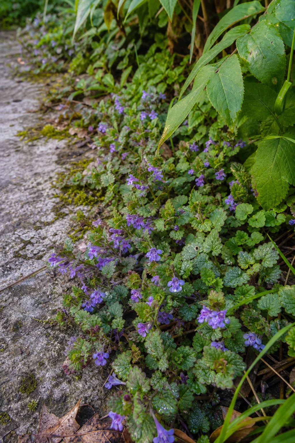 Gundermann-Trieb am Wegrand mit kleinen violetten Lippenblüten und runden, gekerbten Blättern, Tau auf den Blättern.