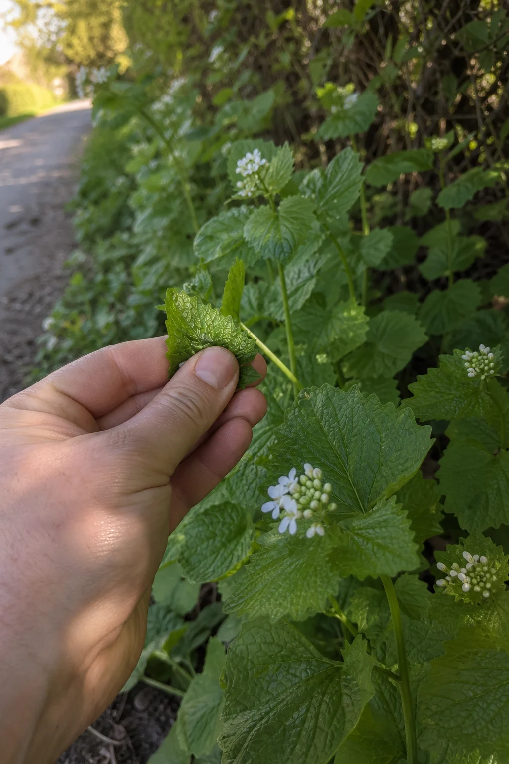 Knoblauchsrauke am Heckenrand mit hellgrünen, gekerbten Blättern, eine Hand zerreibt ein Blatt zur Geruchsprobe.