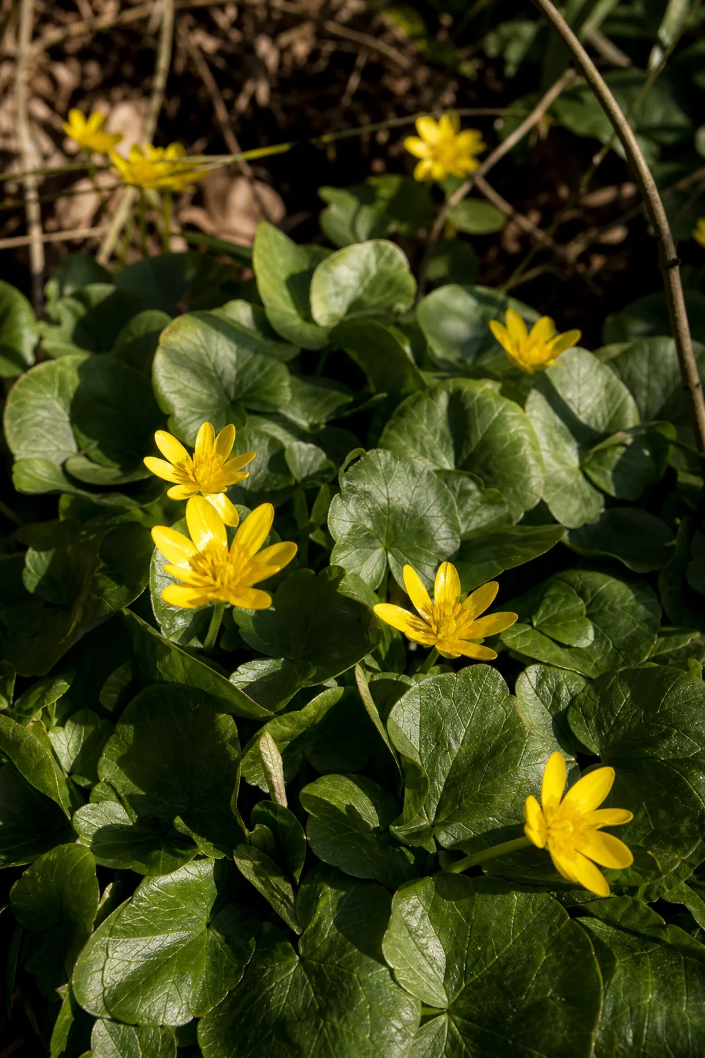 Scharbockskraut im Frühjahr mit glänzenden herzförmigen Blättern und ersten gelben Blüten, Waldboden im Hintergrund.