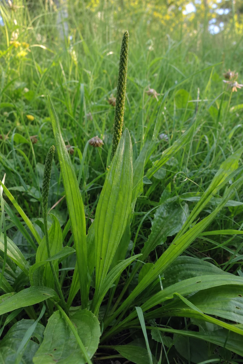 Schmale Spitzwegerich-Blätter in der Wiese mit deutlich erkennbaren Parallelnerven, ein Blütenstängel beginnt zu wachsen.