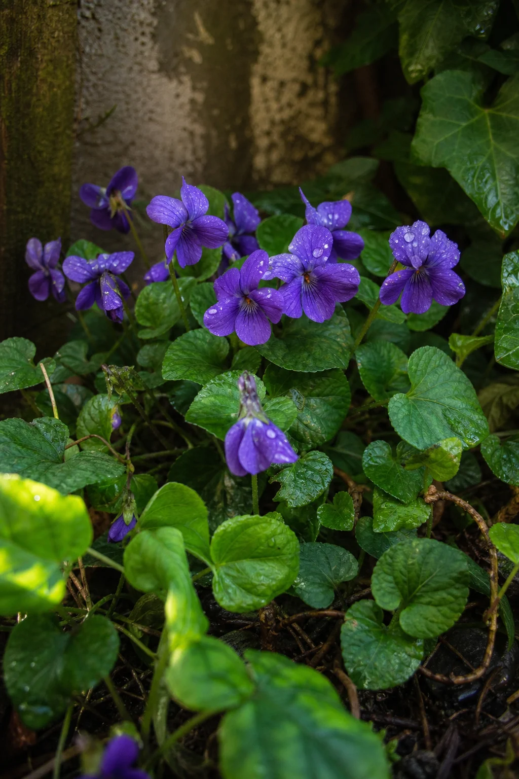 Wilde Veilchen-Blüten in einer schattigen Gartenecke, tiefviolette Blütenblätter und herzförmige Blätter, Tau auf den Blüten.