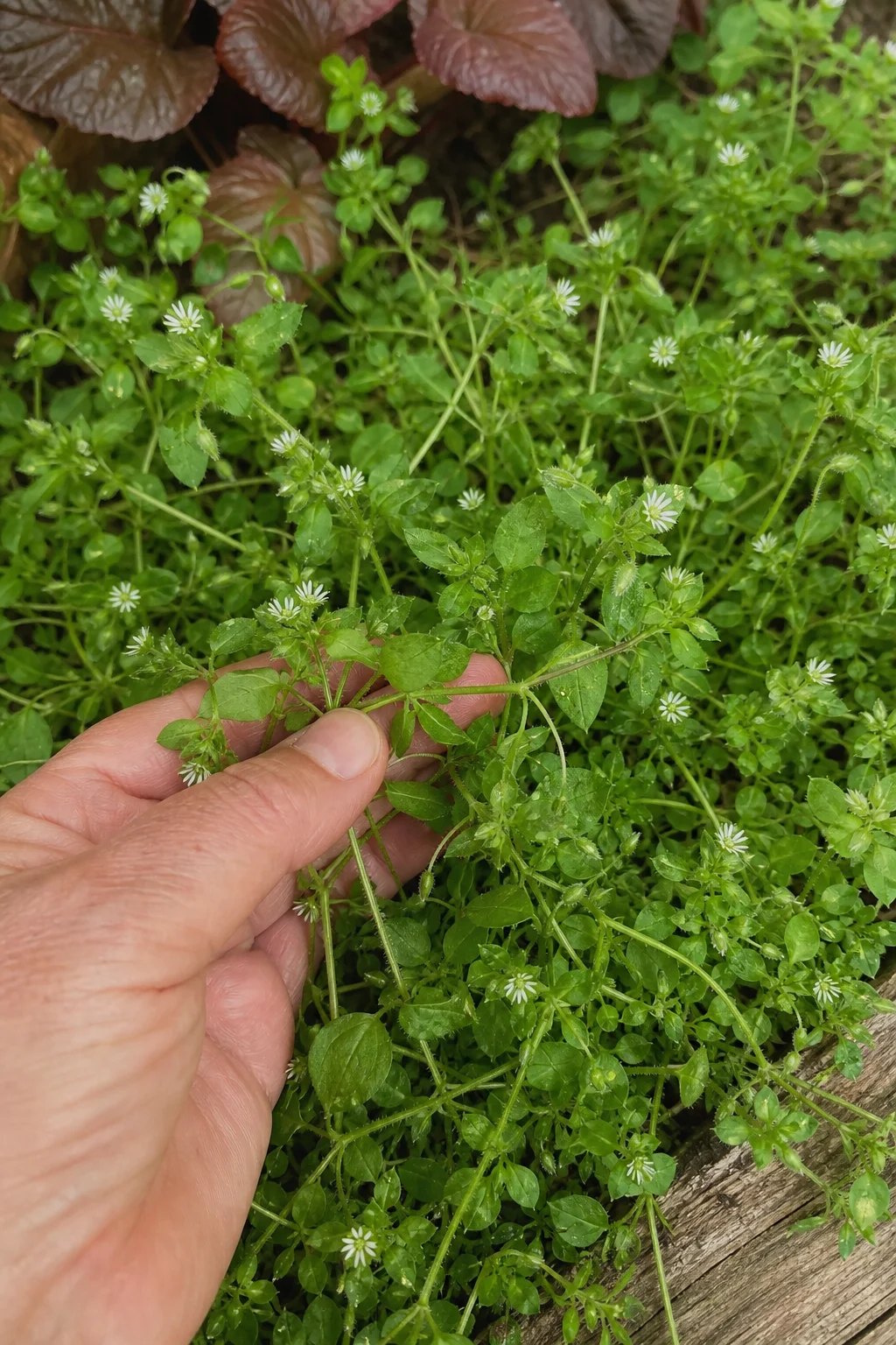 Vogelmiere als dichter Teppich im Gemüsebeet, kleine weiße Sternblüten und der typische einzelne Haarstreifen am Stängel, eine Hand fasst die zarte Pflanze an.