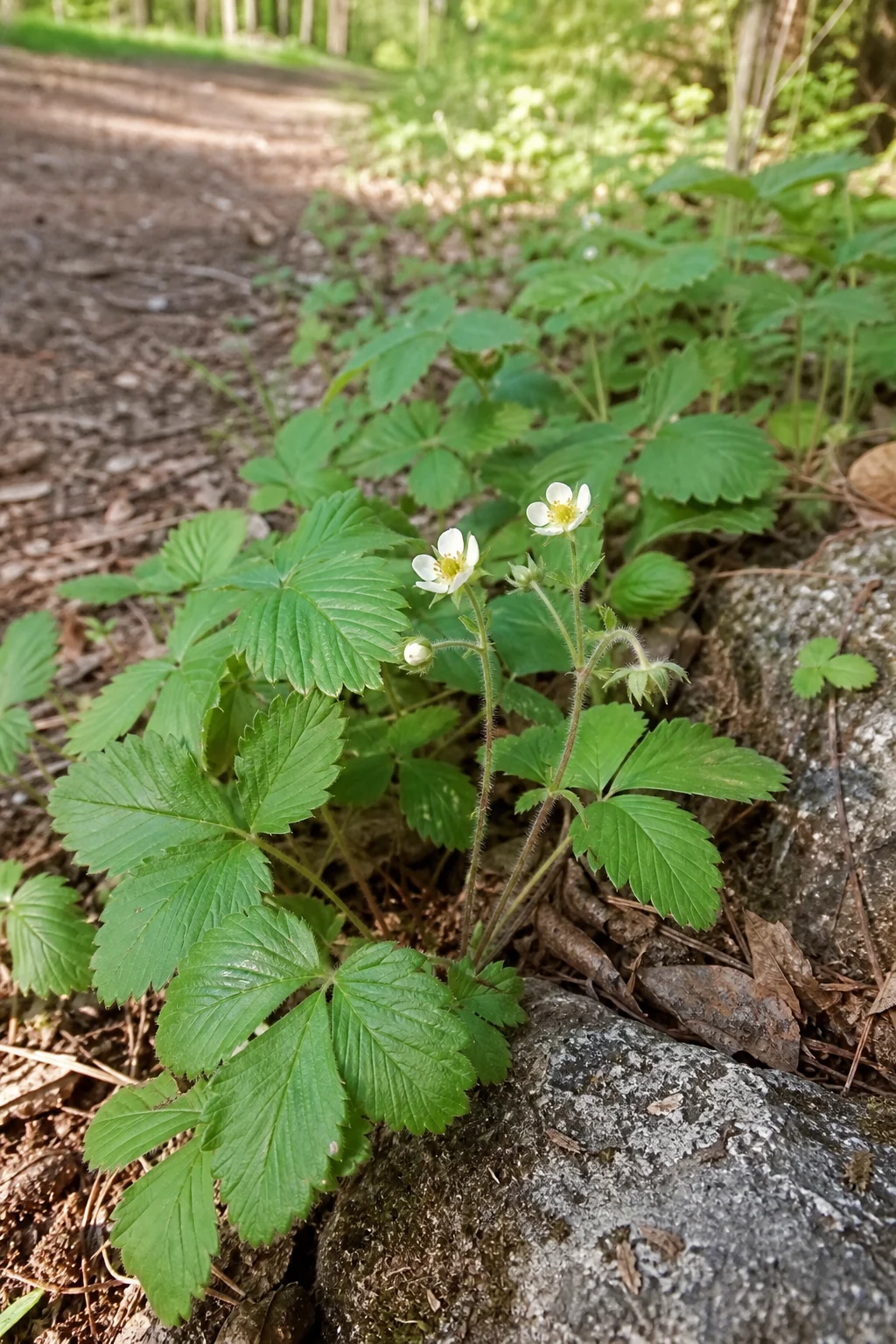 Walderdbeere am Waldweg mit dreigeteilten gezähnten Blättern und den ersten kleinen weißen Blüten.