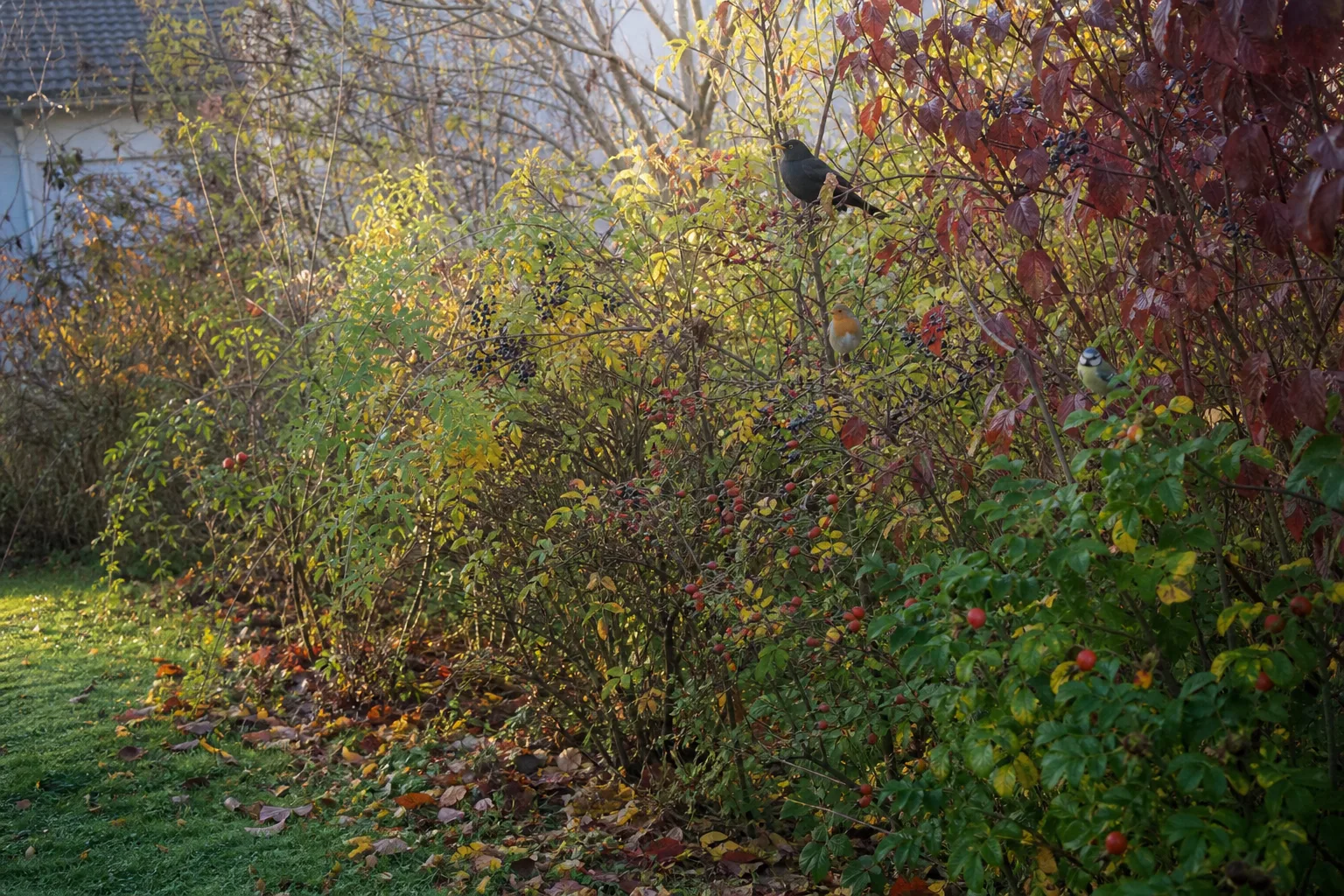 Frei wachsende Wildstrauchhecke am Gartenrand im Herbst mit Hagebutten, dunklen Beeren und rotem Laub, darin Amsel, Rotkehlchen und Blaumeise