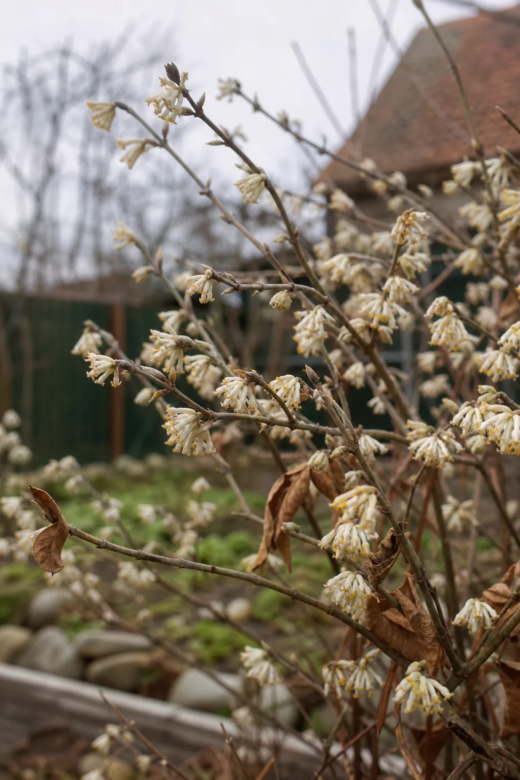 Cremeweiße Blüten der Winter-Heckenkirsche an kahlen Zweigen