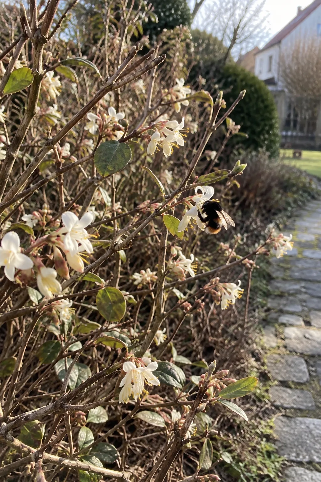 Rundlicher Strauch im Februar mit fast kahlen Zweigen und paarweise stehenden, kleinen cremeweißen Blüten, an denen eine Hummelkönigin Nektar trinkt