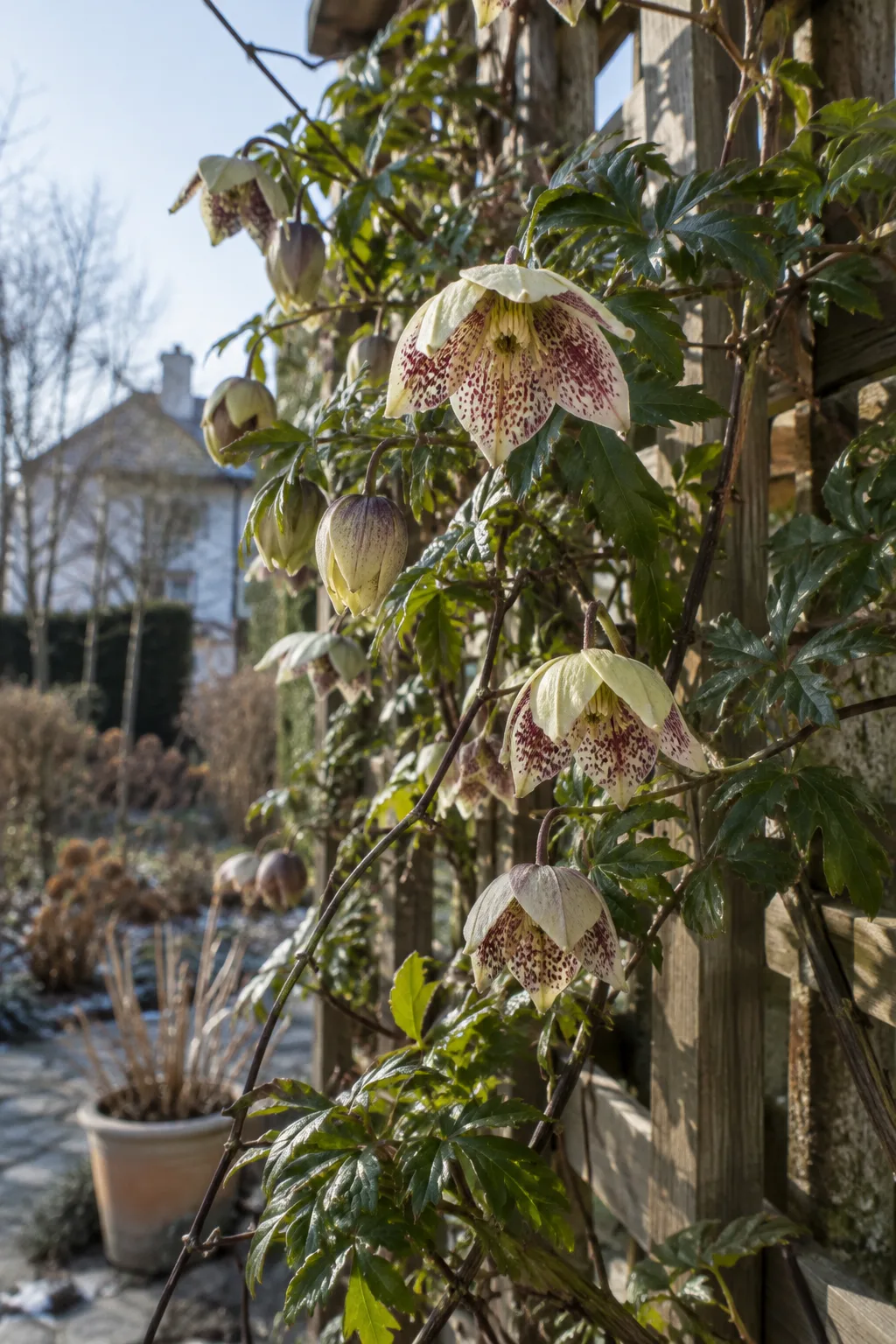 Winter-Waldrebe im Februar mit nickenden, cremefarbenen Glockenblüten, innen dicht rotbraun gesprenkelt