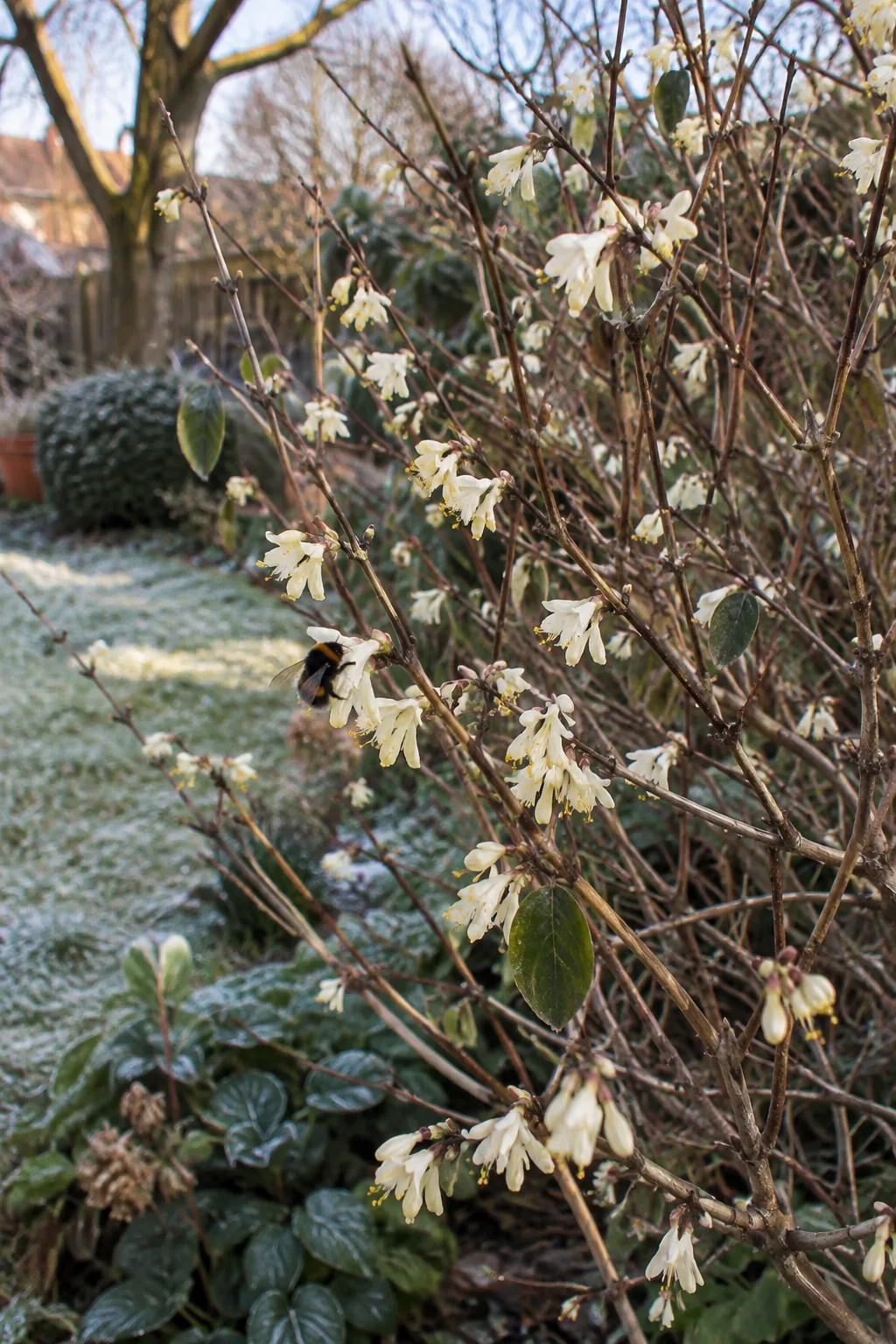 Winter-Heckenkirsche im Februar mit fast kahlen Zweigen, daran paarweise kleine cremeweiße Röhrenblüten mit gelben Staubgefäßen, Raureif auf dem Rasen, eine Hummelkönigin an einer Blüte