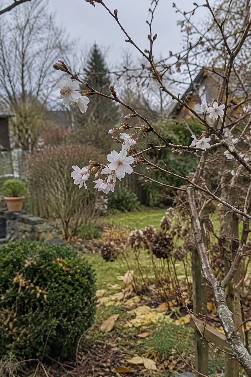 Zierkirschenzweige an einem grauen Dezembertag mit kleinen, halbgefüllten weißen Blüten, kein Laub, im Hintergrund ein winterlicher Garten